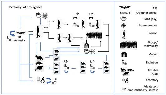 新冠病毒溯源：華南海鮮市場(chǎng)不是疫情發(fā)源地，尚無(wú)確切結(jié)論