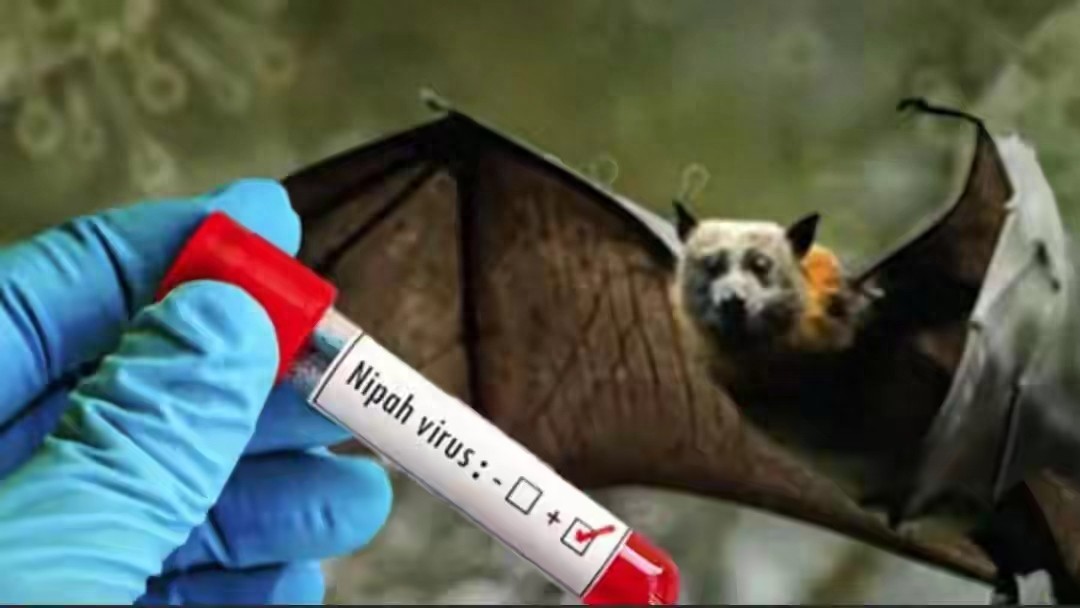 新冠后又現危機！印度突發(fā)尼帕病毒，致死率遠超新冠