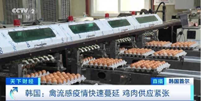 韓國(guó)禽流感疫情危機(jī)下 雞肉雞蛋價(jià)格上漲鳥(niǎo)類(lèi)公園閉園